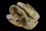 Two Species Of Hoploscaphites Ammonites Back To Back - South Dakota #155434-2
